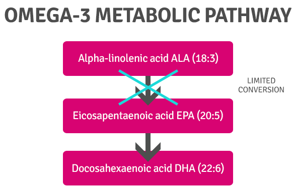 Omega3-Metabolic-Pathways