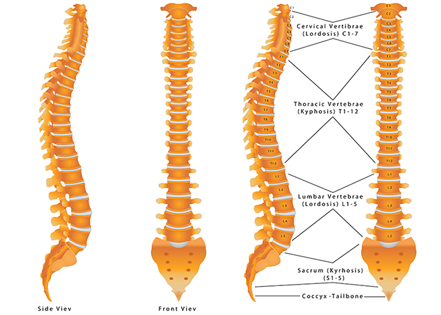 spine-anatomy-shutterstock_216057970-640x457
