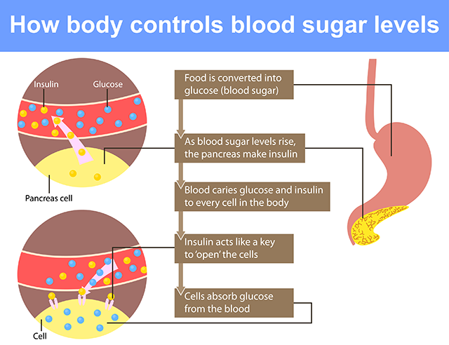 How-body-controls-blood-sugar-640x492