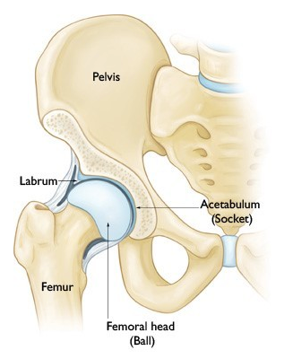 Image source: http://orthoinfo.aaos.org/topic.cfm?topic=A00571
