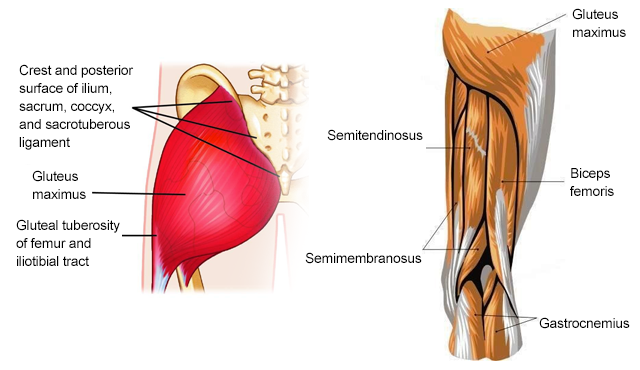 hip flexor muscles diagram