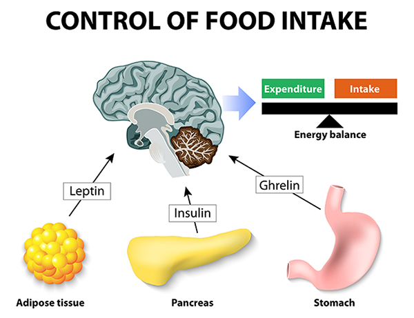 leptin-diagram-600x461.png