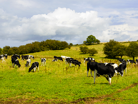 omega3-grassfedcows-450x338