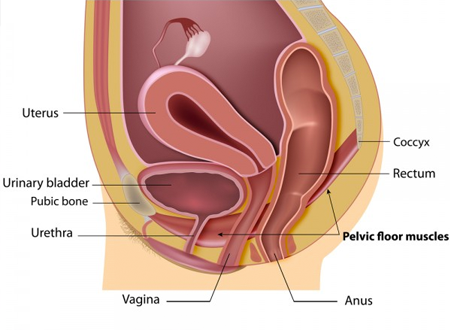 Where Do Women Pee From