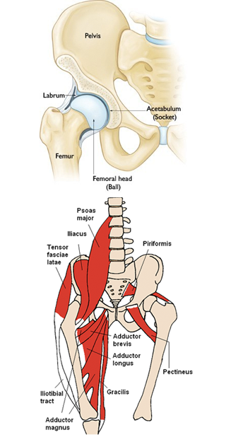 hip flexor muscles diagram