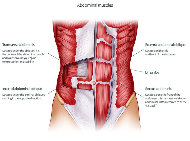 Figure of the abdominal muscles and their parts
